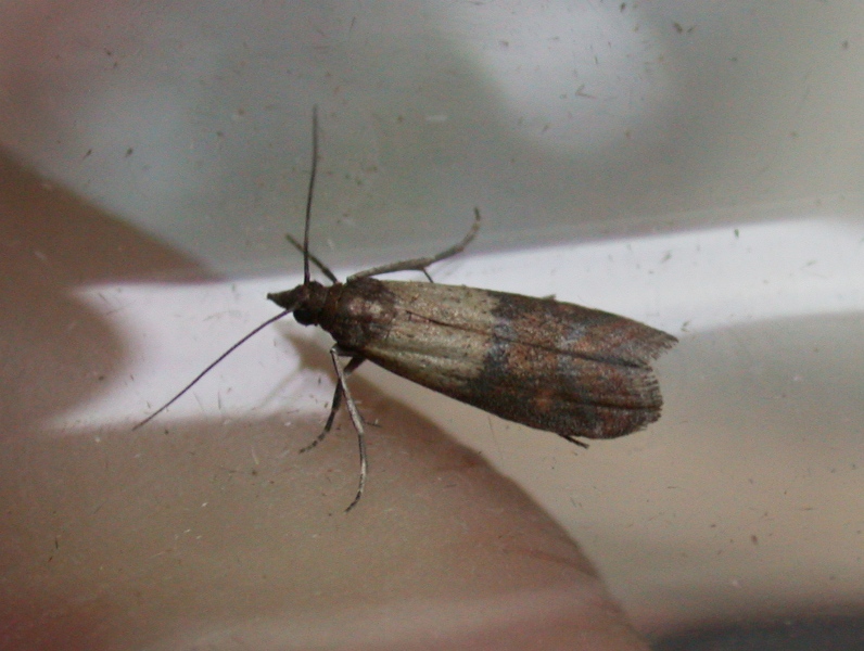 indian meal moth - inside the house