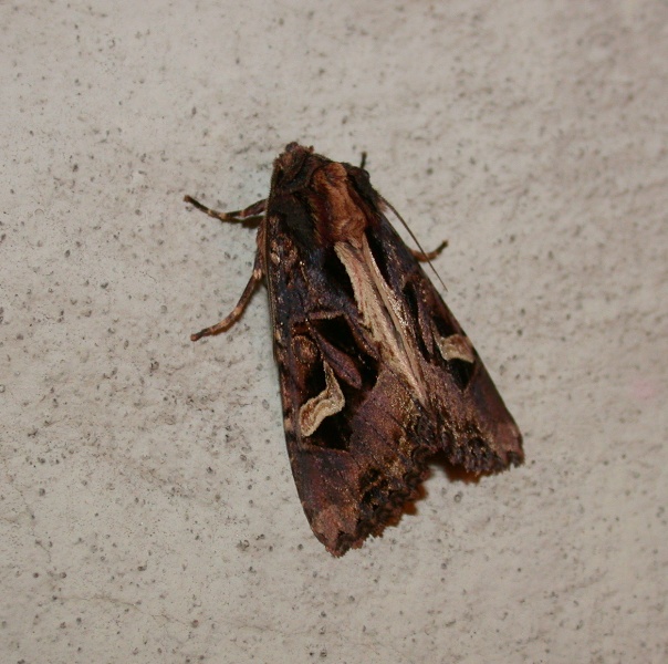 flame brocade - garden