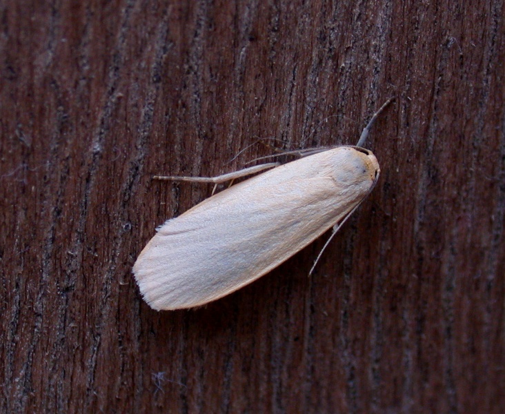 dingy footman (yellow form) - garden
