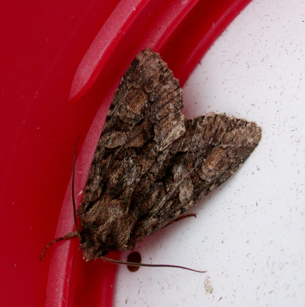 probable sombre brocade - garden
