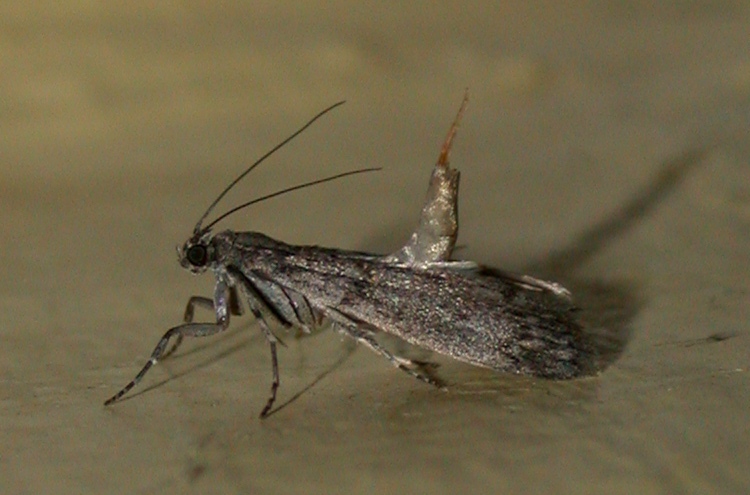 mediterranean flour moth - inside the house