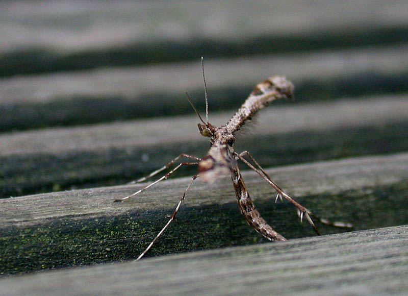Amblyptilia acanthadactyla - garden