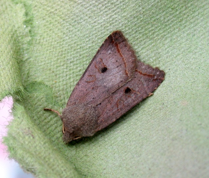 red-line quaker - garden