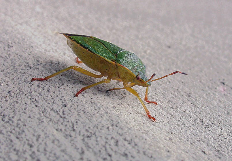 common green shieldbug - garden