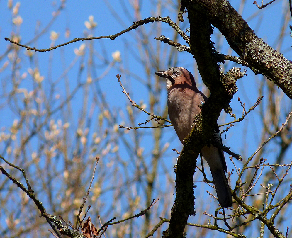 Jay - Bialowieza Town Park