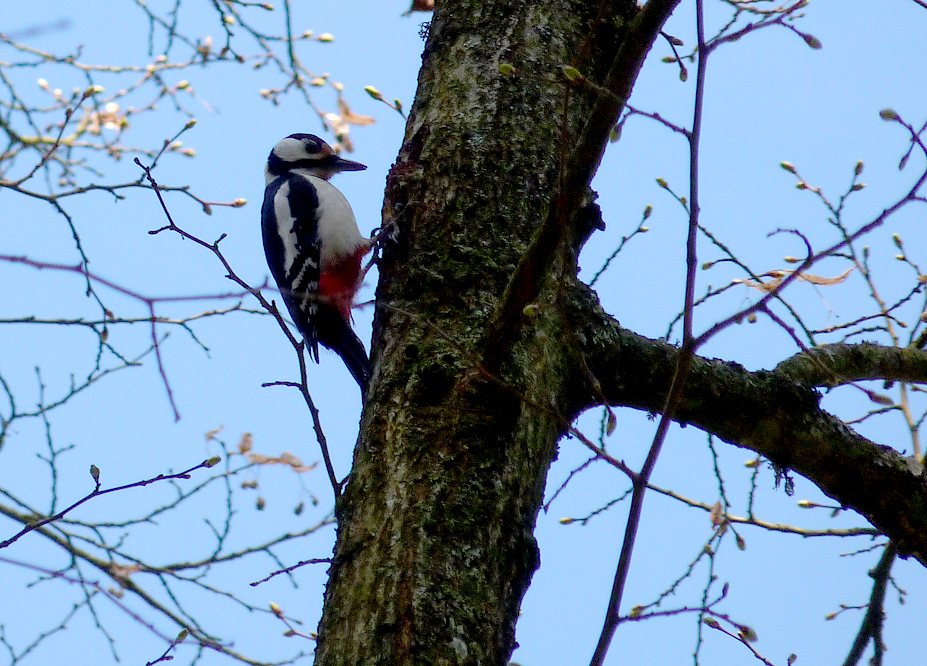 Great Spotted Woodpecker - Bialowieza Town Park