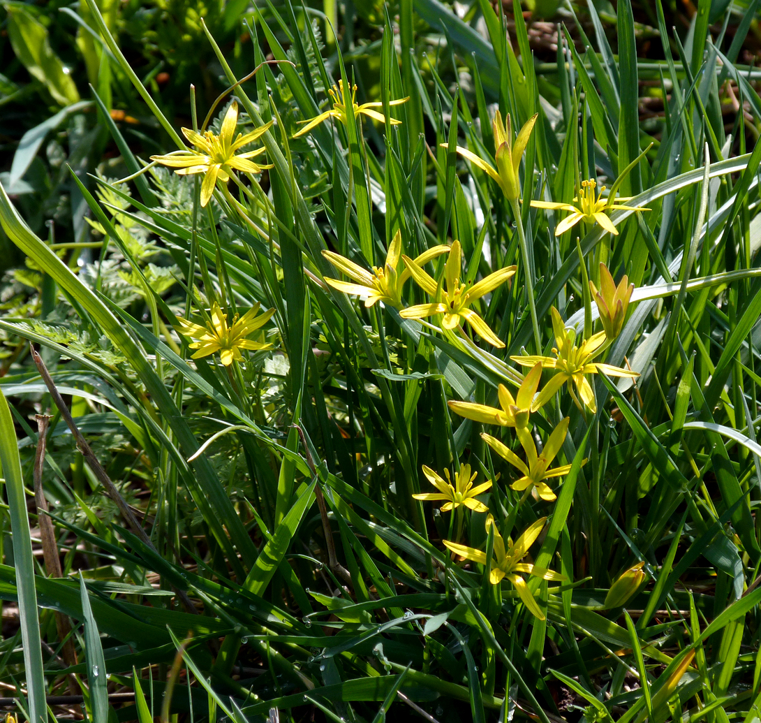 yellow star-of-bethlehem, Bialowieza