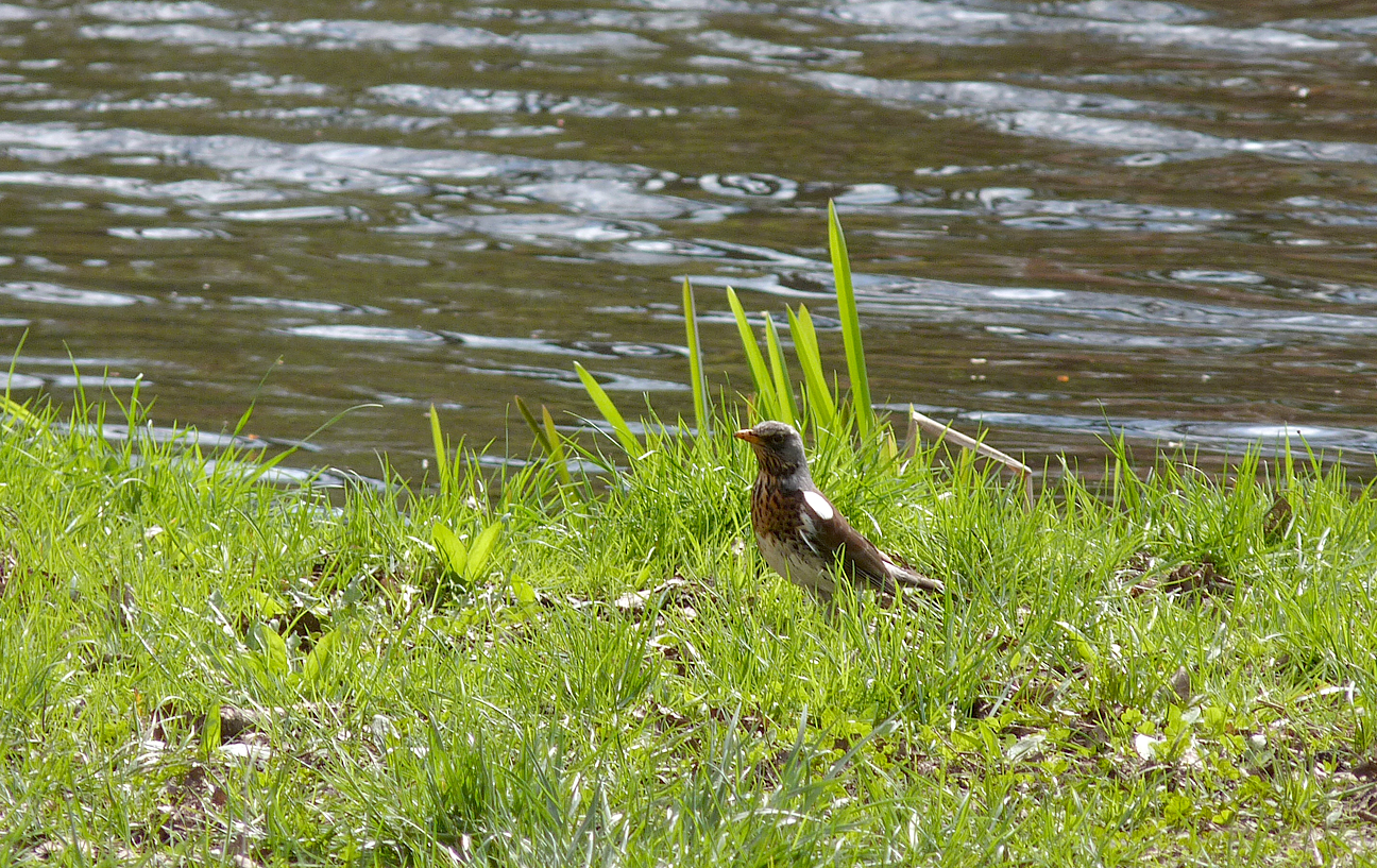 Fieldfare - Bialowieza Town Park