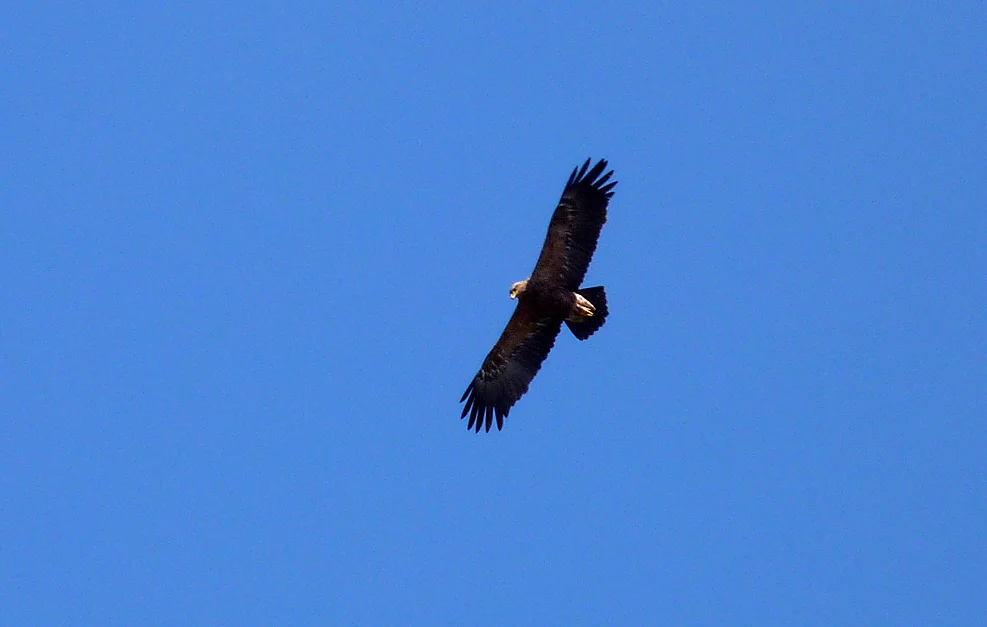 lesser spotted eagle - nr. Narew