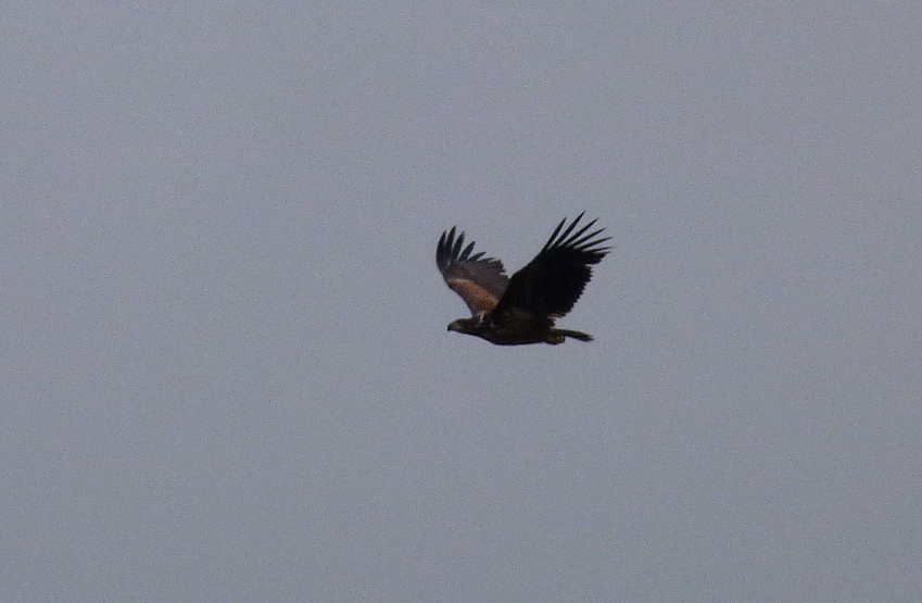 white-tailed eagle - Barwik