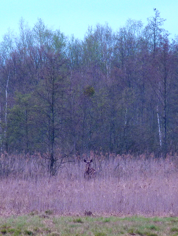 Our second Moose sighting at Barwik