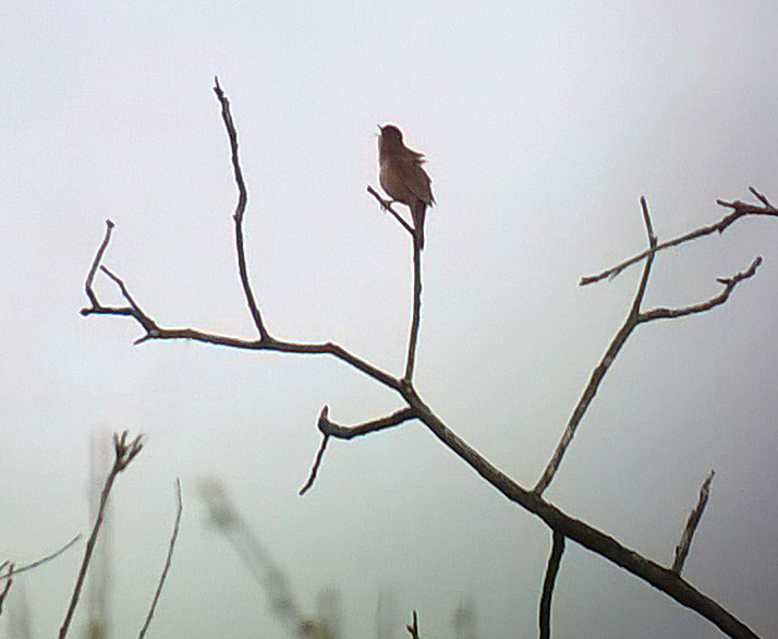 Savi's Warbler - Barwik