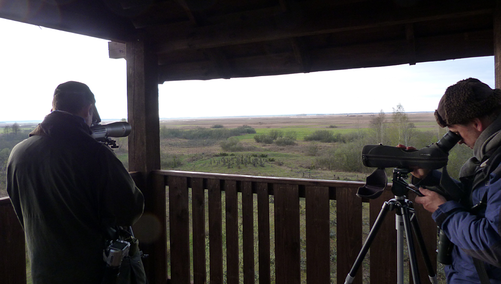 Searching for Moose.