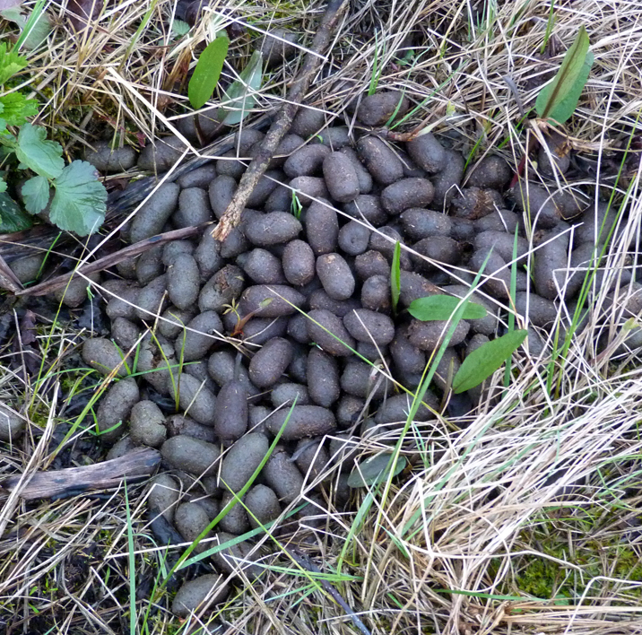 Moose poo!