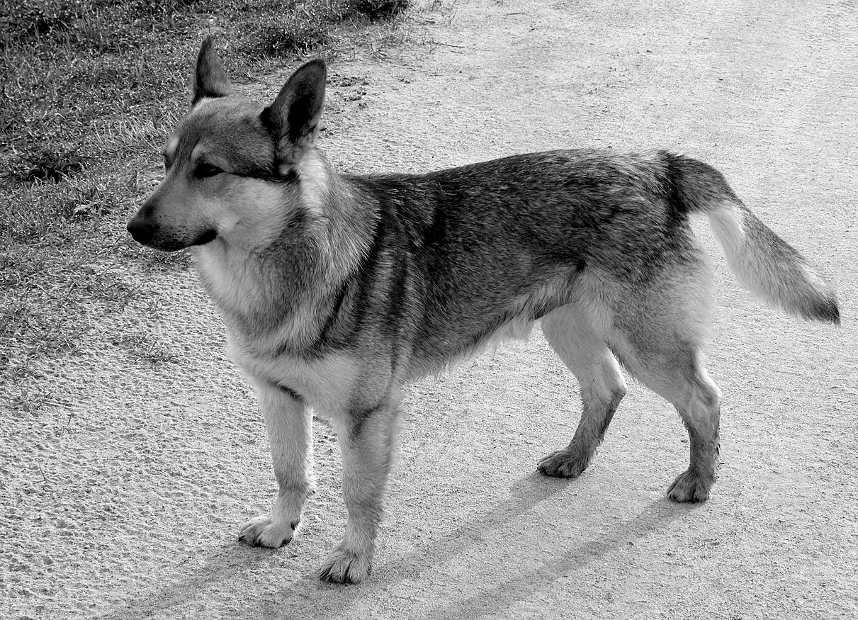 " Dogban " our stray doggy friend who joined us on perambulations.
