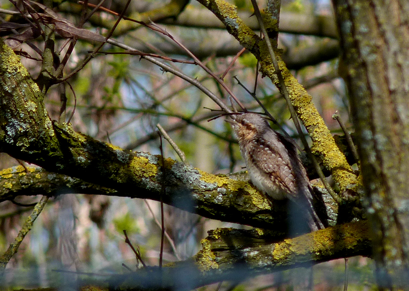 Wryneck - Burzyn