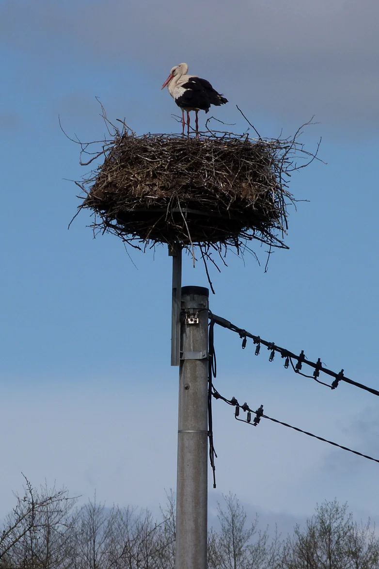 White Storks - Mocarze