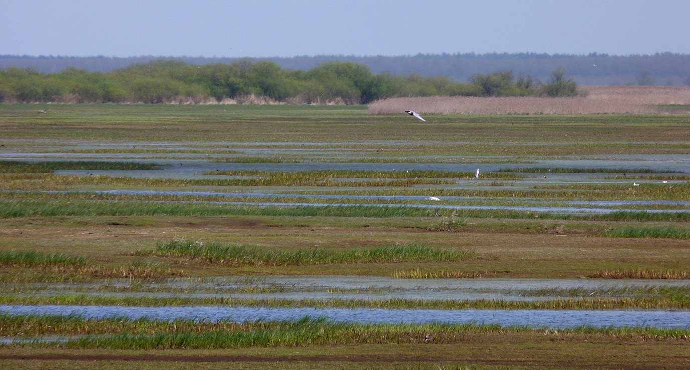 Whiskered Tern - Brzostowo
