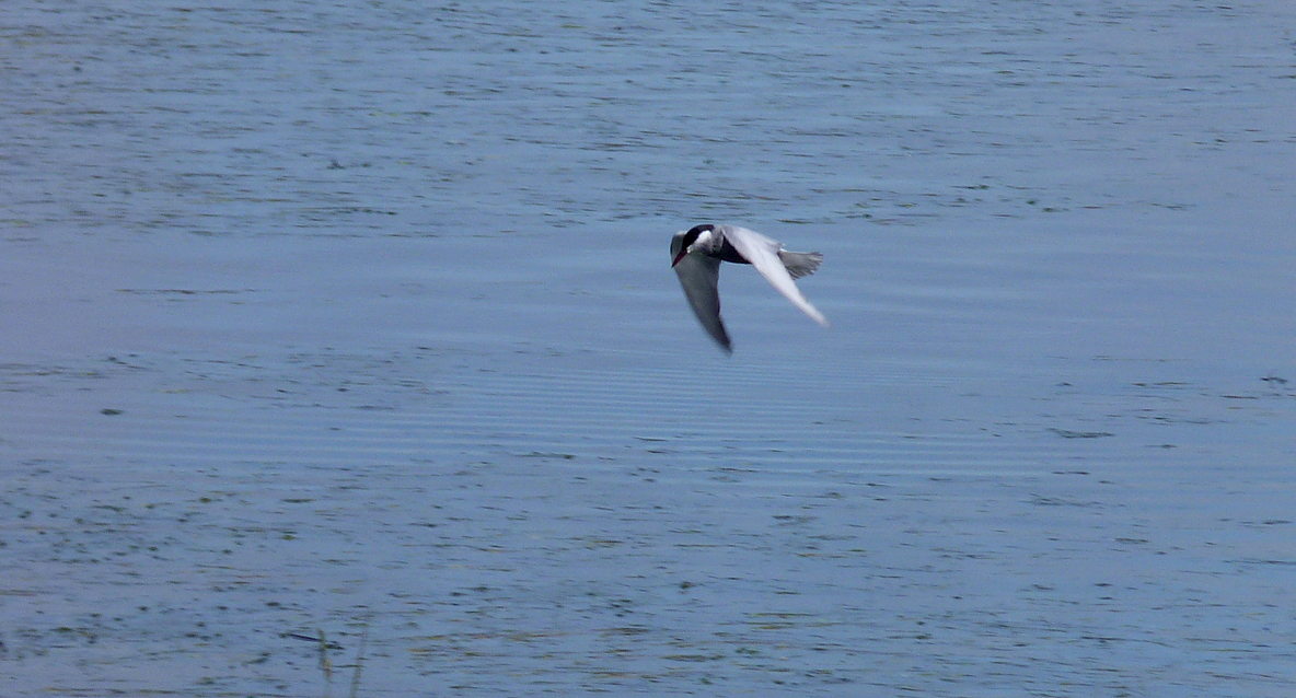 Whiskered Tern - Brzostowo