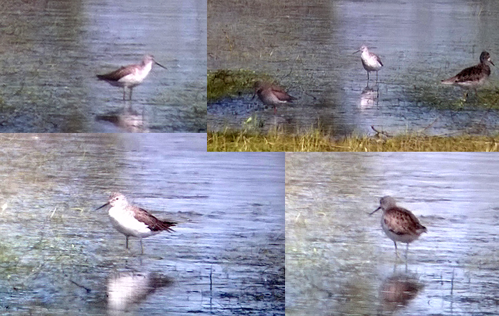 Marsh Sandpiper - (phonescoped) - Brzostowo