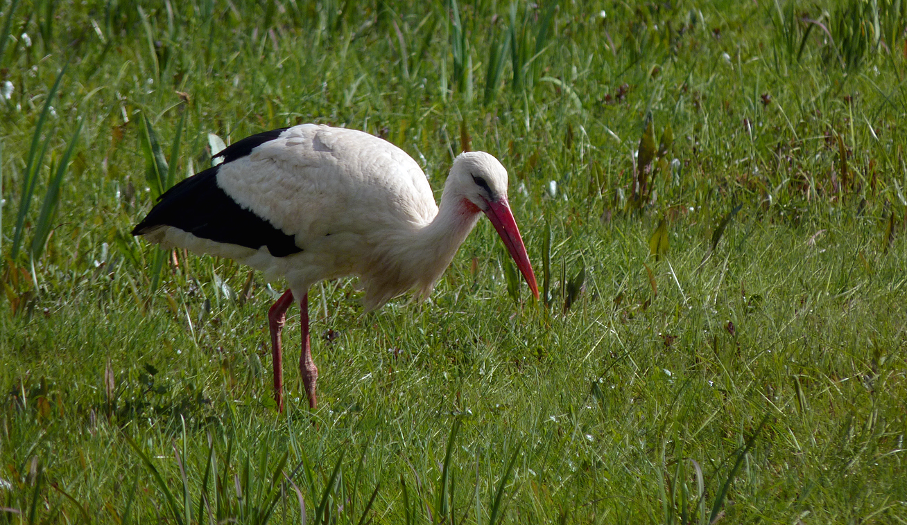 White Stork - Biebrza Marshes