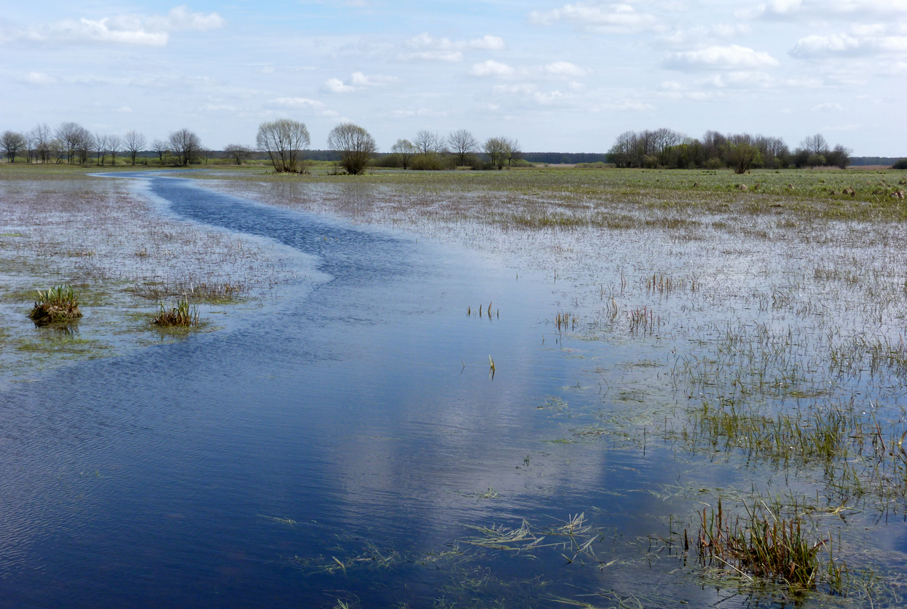 The Biebrza Marshes at Mscichy.