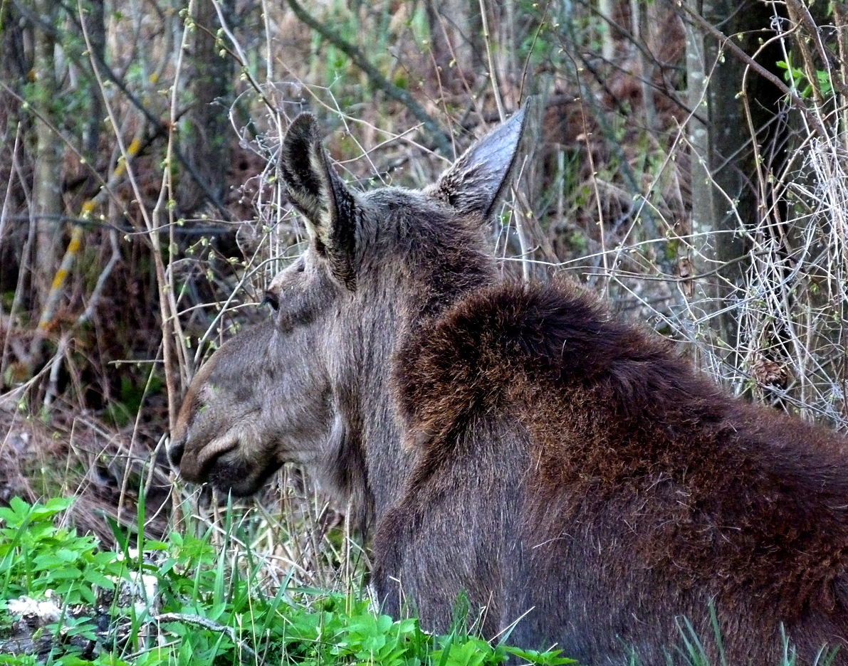 A roadside Moose
