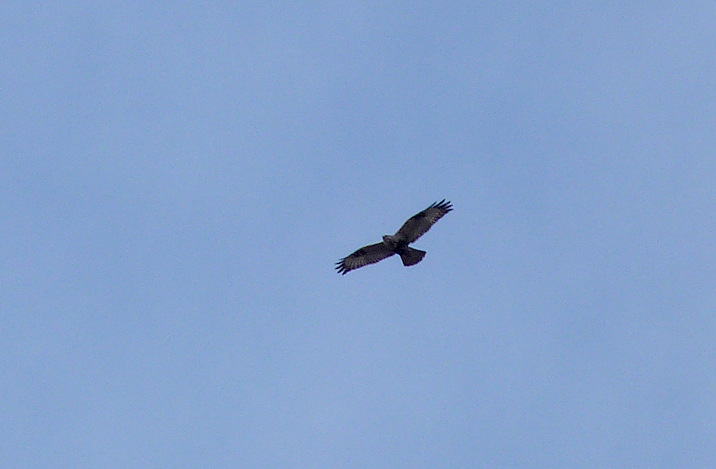 Rough-legged Buzzard - Mscichy