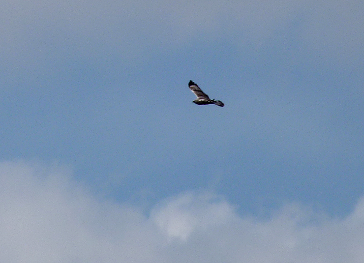 Rough-legged Buzzard - Mscichy