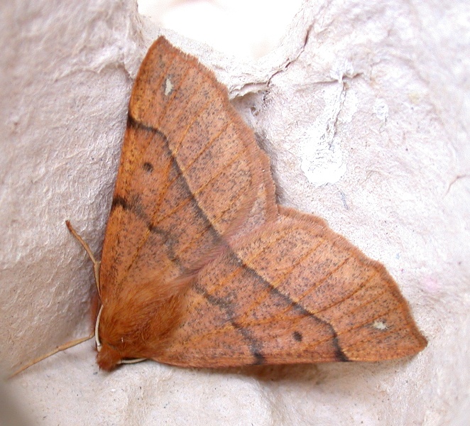 Feathered thorn - garden