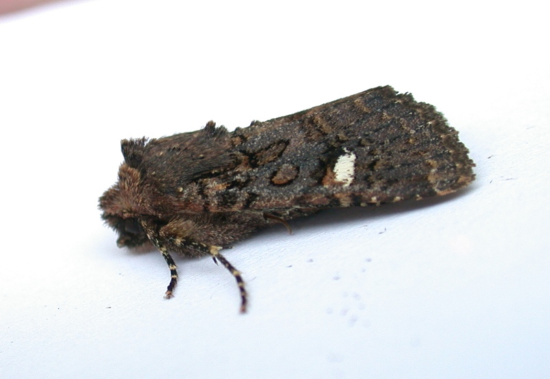 oak rustic - garden