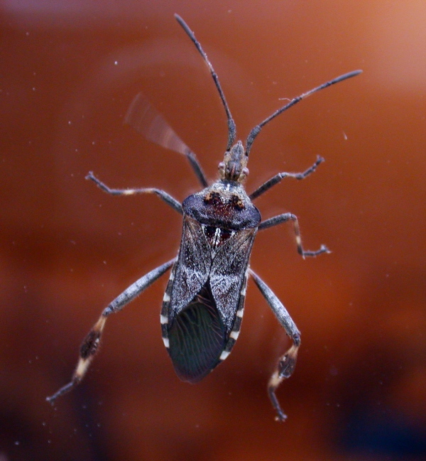 western conifer seed bug - garden