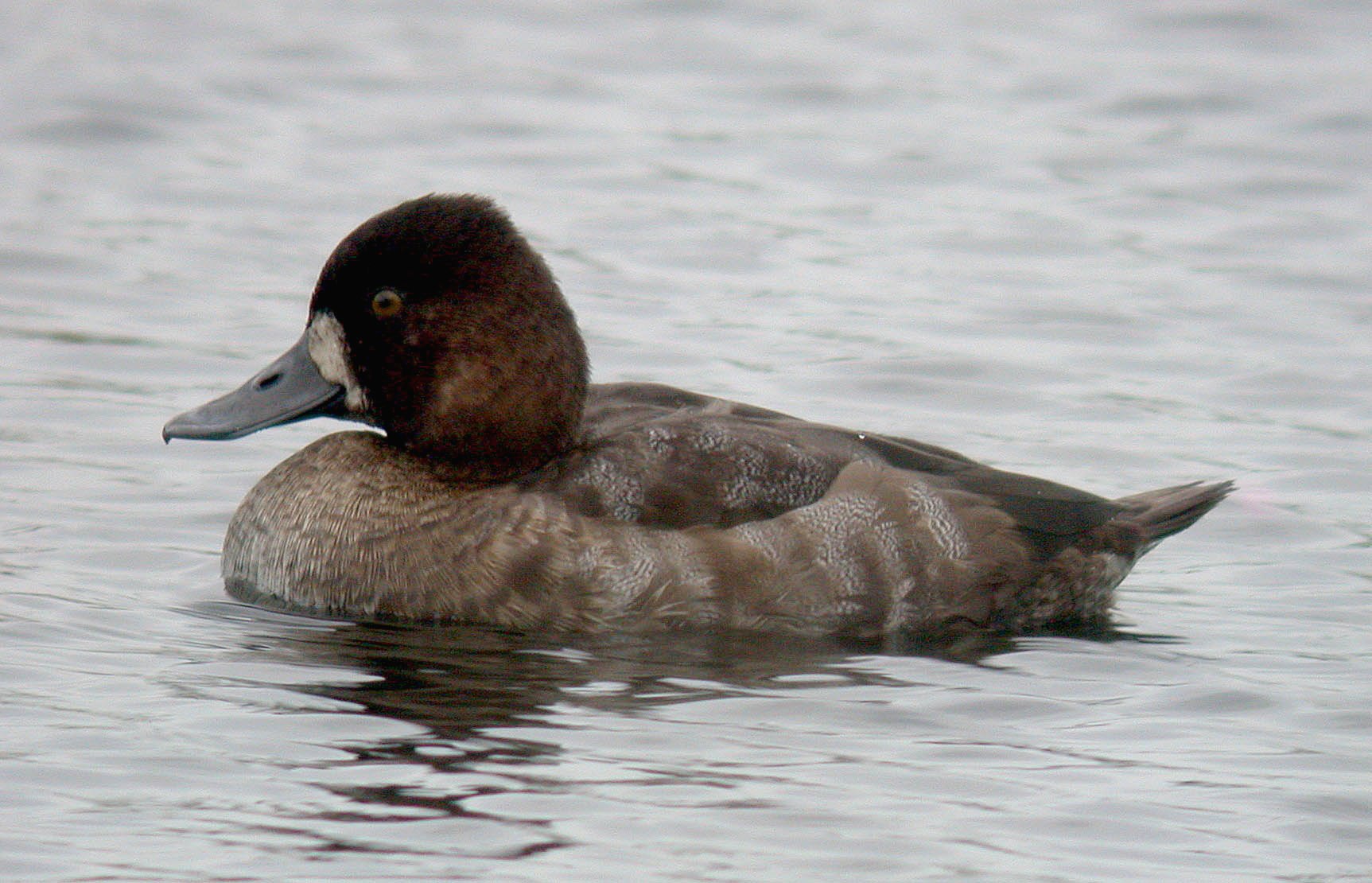 aythya sp. - grande mare - 20 nov 09