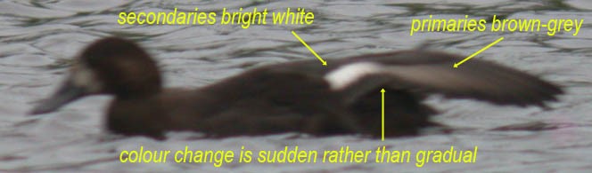 lesser scaup showing wing pattern