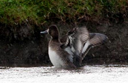 lesser scaup by phil alexander