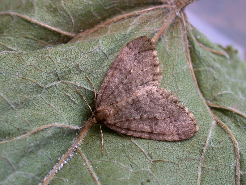winter moth - garden