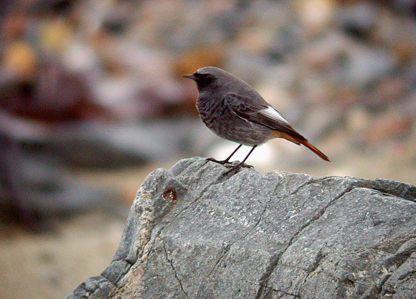 black redstart - pulias - 