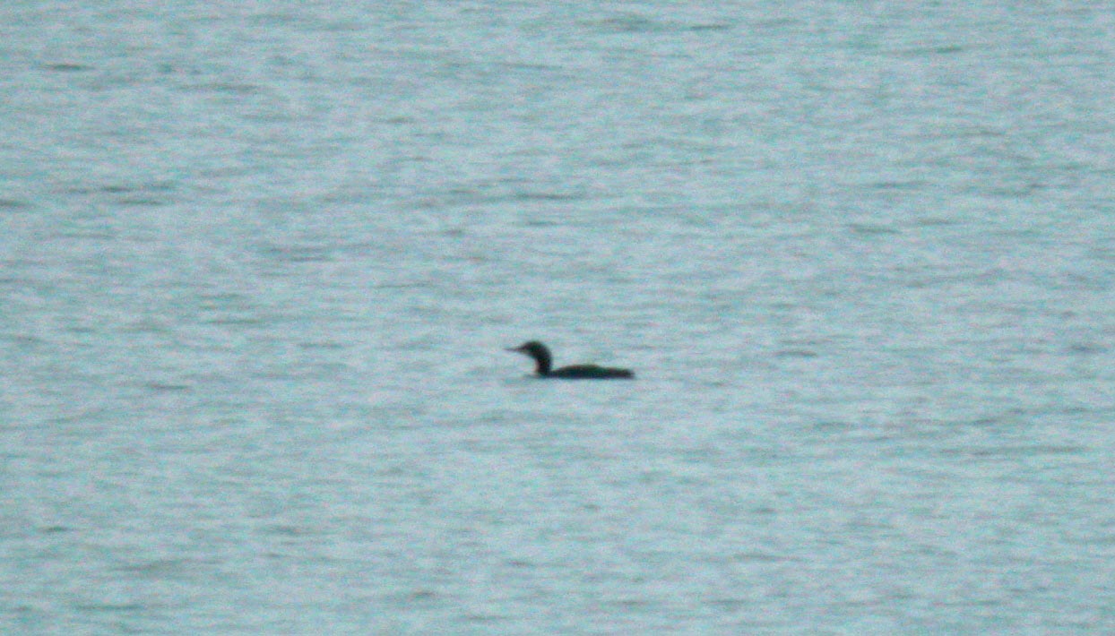 pacific diver - grandes havres - 4 jan 10