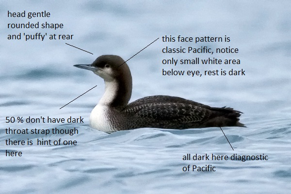 pacific diver by paul hillion annotated by martin garner