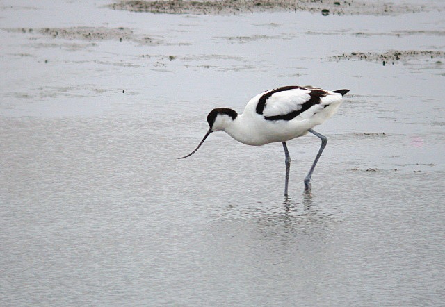 avocet - l'eree - 7 jan 10