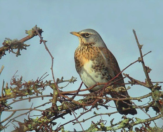 fieldfare - vazon area - jan 10