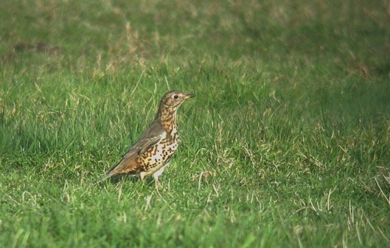 mistle thrush - near vazon - jan 15