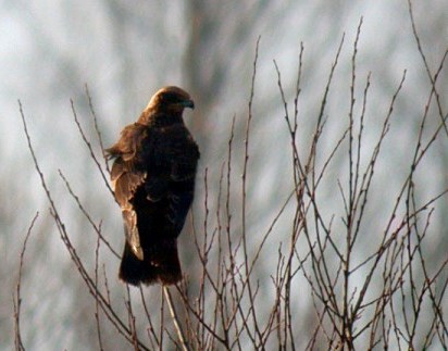 marsh harrier - grand pre - jan 10