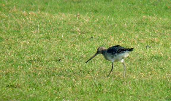 black-tailed godwit - old aerodrome - jan 10