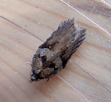 acleris hastiana - garden - 22 jan 10