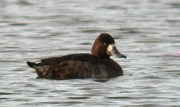 lesser scaup - grande mare - 