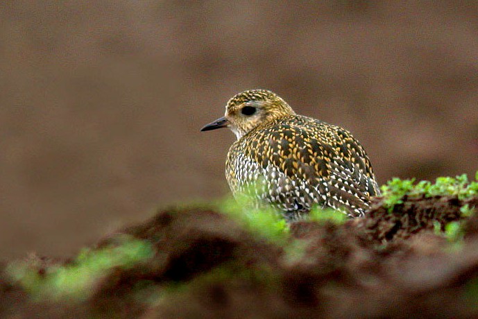 golden plover - reservoir - feb 10