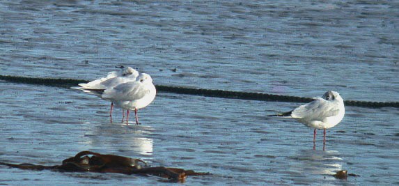 med gull - rousse - feb 10