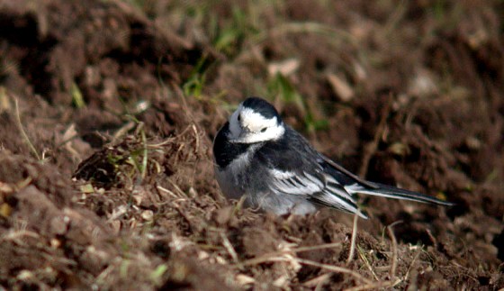 pied wagtail - fauxquets - feb 10