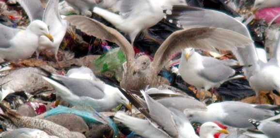 glaucous gull - mont cuet - feb 10